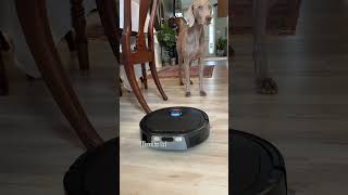 My Weim’s personal maid 🤭 #dog #dogs #weimaraner #cleaning #fun #funny #training #dogmom