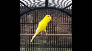 Download Lagu KENARI SUARA KRISTAL DAN JERNIH MP3