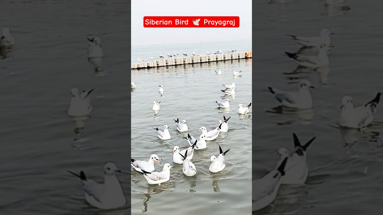 Siberian Bird Prayagraj | 