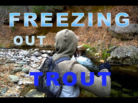 Freezing Out Trout!
