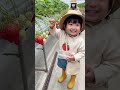 Can I Eat It, Mom? 🍓 A Sweet Moment at the Strawberry Farm💛 #cute #shorts
