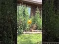 7 Ft. Tall Weeds Cleaned Out in Flower Bed