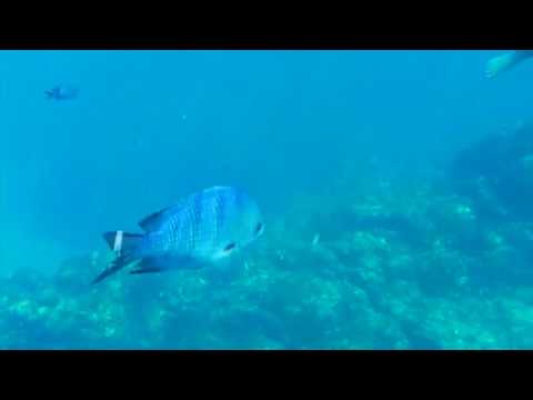 Filme Fernando de Noronha