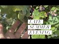 Spend a Late Summer Evening with me | Berry picking, English Countryside &amp; Tea in the Garden