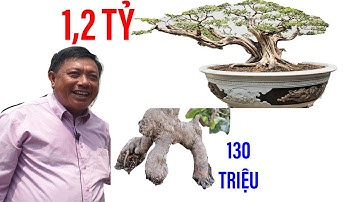 Cây cảnh hình kỳ lân và nguyệt quế 100 tuổi đang hô bán đấu giá hơn 1,3 tỷ đồng II ĐỘC LẠ BÌNH DƯƠNG