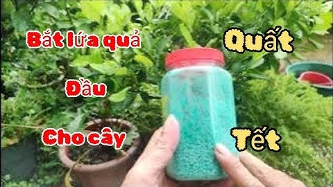 Bắt lứa quả đầu tiên cho cây Quất tết 