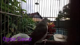 Pancingan Paling Top Untuk Burung Opior Paruh Tebal Yang Gak Mau Respon