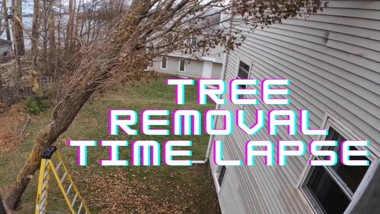 Tree Removal Time Lapse - YouTube