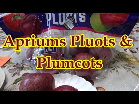 Apriums Plumcots Apriplums and Whatever