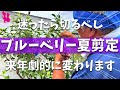 【必ず良くなる】プロのブルーベリー夏剪定はここまで切ります！