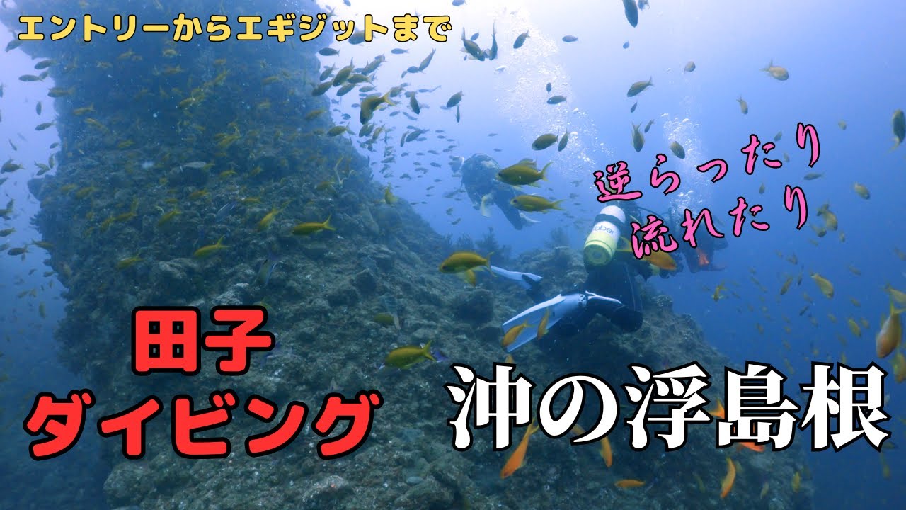 田子の「沖の浮島根」で初ドリフトしてみた    Scuba Diving in Japan