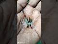 Green Chilly Mosaic Dumbo Ear Guppy