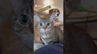 cat funny videos