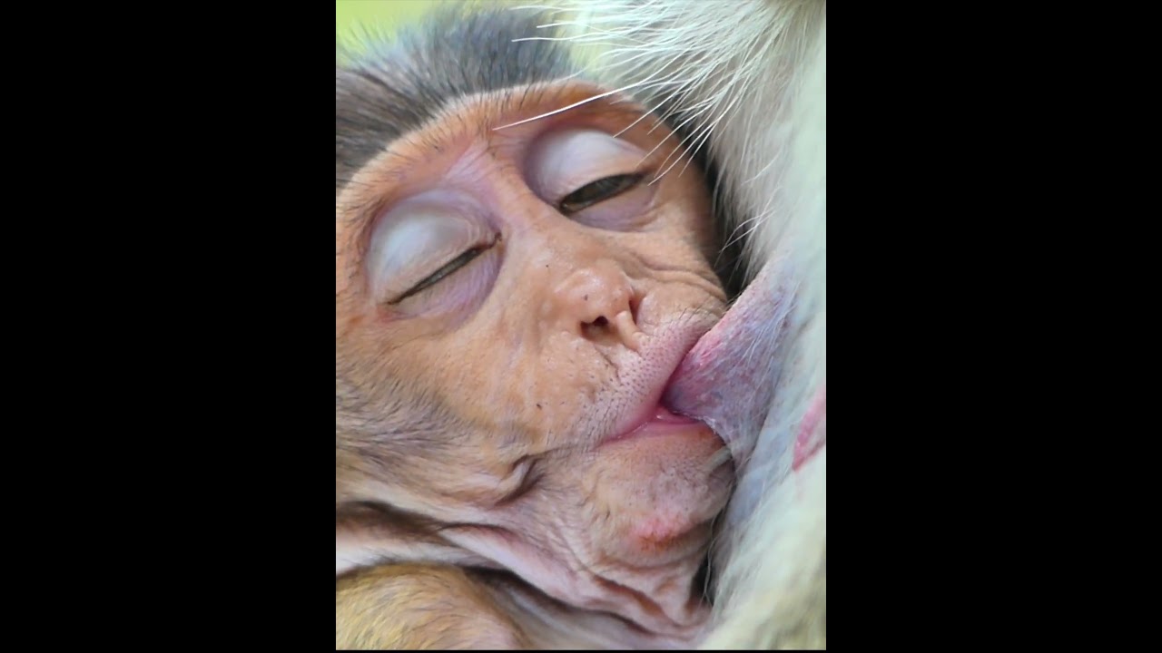 Looking so funny when little fall asleep when getting fresh milk 