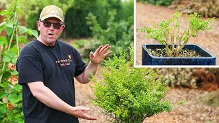 Turn a box hedge into a bonsai tree  Simple guide
