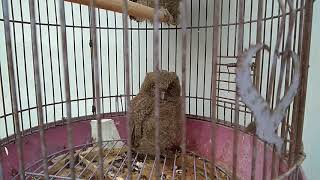 Suara Burung Hantu Kecil Youtube