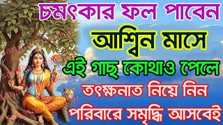 আশ্বিন মাসে এই গাছ কোথাও পেলে একদম ছাড়বেন না আপনি রাজা হয়ে যাবে।#live #livestream #solution #tips