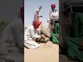 Wedding Turns Emotional As Camel Falls Sick Traditional Treatment In Desert 