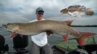 GIANT MUSKY CAUGHT ON A BEAVER! (Free giveaway)