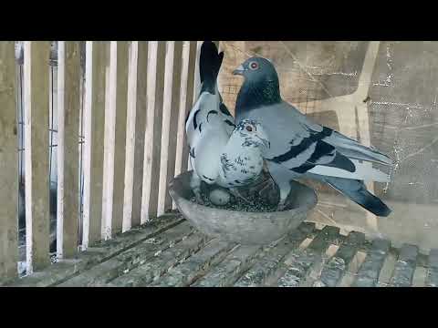 متابعه السلاكه وحضر ورقه وقلم من الكراسه الصفراء مع كوتوادم