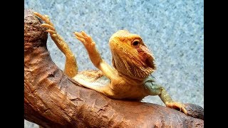 Bearded Dragon Waving Wealth