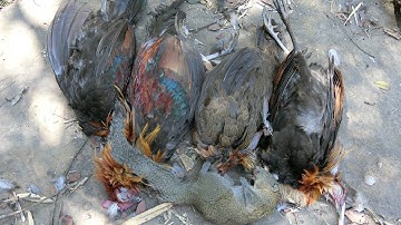 "Hunting" mus yos hav zoov tuas qaib qus noj txiv xyoo 11/3/2021