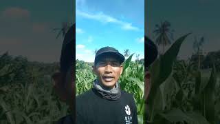 " Sukses adalah impian setiap orang"#1#reels #fbpro