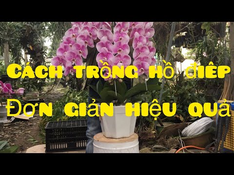 Cách trồng hồ điệp đơn giản hiệu quả    How to plant Phalaenopsis | Foci