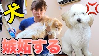 猫と遊ぶと嫉妬するワンコ!!　PDS
