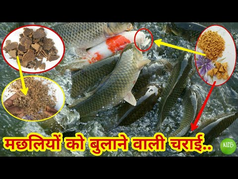 वीडियो: कौन सी मछली को पेट भरना पसंद है?