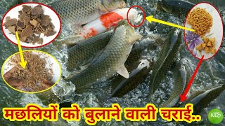 रोहू मछली पकड़ने का सबसे आसान और कारगर चराई जो गर्मी में भी अच्छा रिजल्ट देता है | Rohu fishing bait