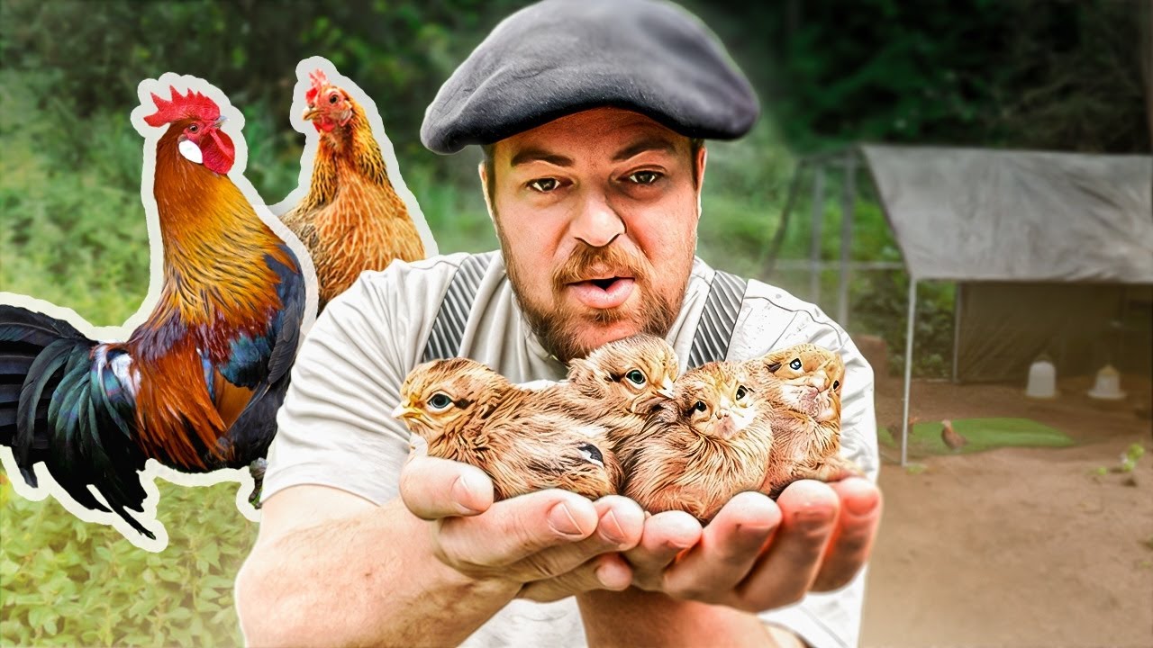 Sauvegarder la Poule Gauloise 🐓 (Faire une Couvée)