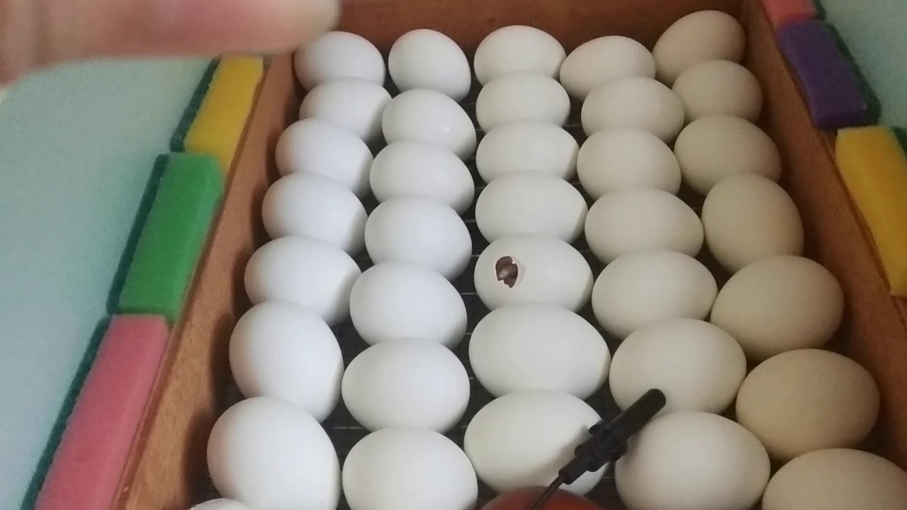 Матрица дели 72 Матрица дели 72