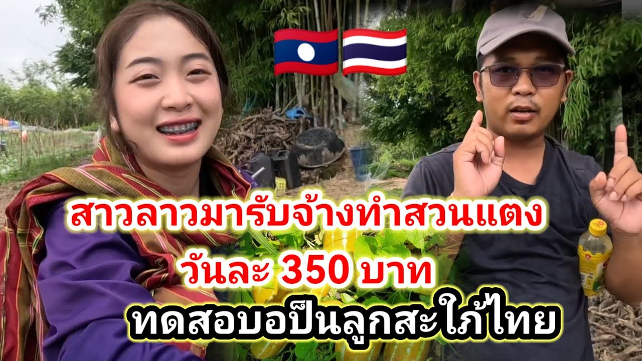 น้องอริสา #สาวลาว ทดสอบเป็นลูกสะใภ้​มารับจ้างทำสวนแตงที่ประเทศไทยรายวัน​ 350 บาท​จะทำได้ไหมมาลุ้นดู