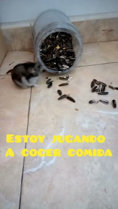 Hamtaro EP 2