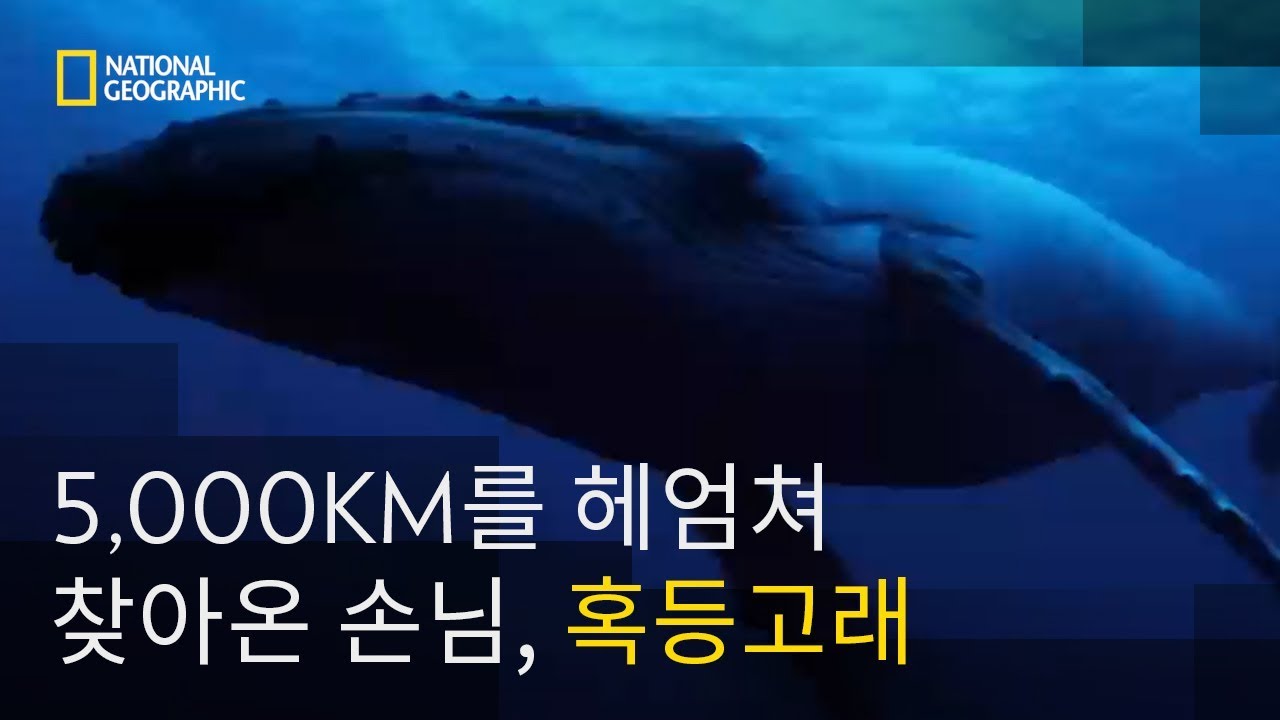 ⁣5,000km를 헤엄쳐 찾아온 손님, 혹등고래를 만나다!
