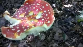 fly agaric etude 20101001