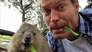 WORLDS HAPPIEST ANIMALl! Rottnest Island's QUOKKAS get a visit from Bondi Vet Dr Chris Brown