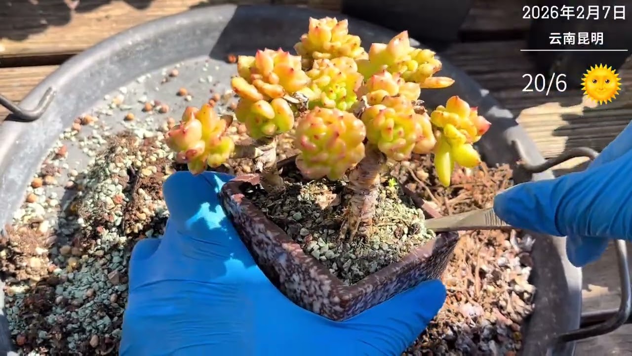 给两颗老腊肉换盆换土了#多肉植物养护 #多肉生活方式