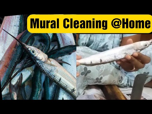 Fish Cleaning | Mural Fish / Needle Fish Cleaning / Mooku Meen Cleaning (English) / மூக்கு மீன் | Food Tamil - Samayal & Vlogs