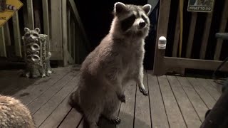Raccoon Adults and Two Babies, Wednesday
