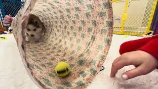 Coco the Pomsky Going through a Tunnel by Tom Brown 256 views 3 months ago 15 seconds