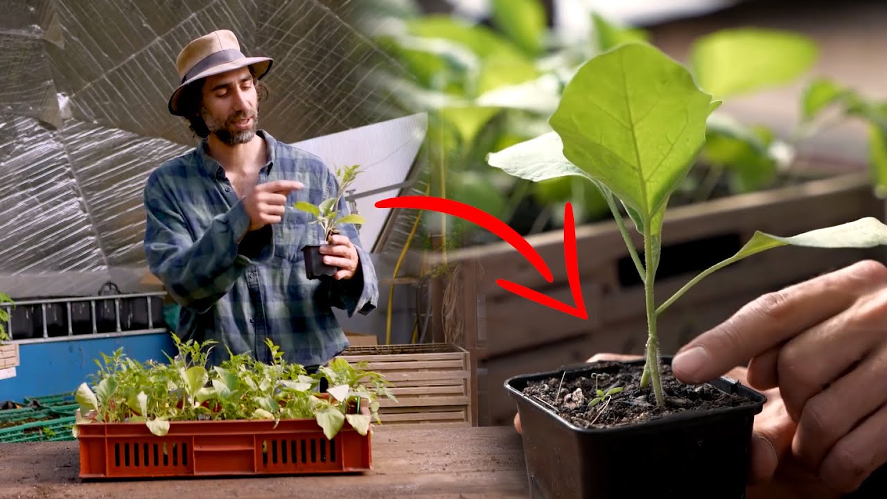 RÉSULTATS des 5 TECHNIQUES de GREFFE !