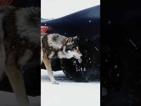 Wolf With Hawk Eye Edit Viral Bmw Wolf 