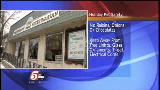 Holiday Safety Tips For Your Pets