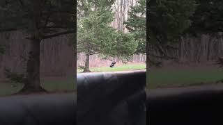 Giant tom coming in #turkey #turkeyhunting