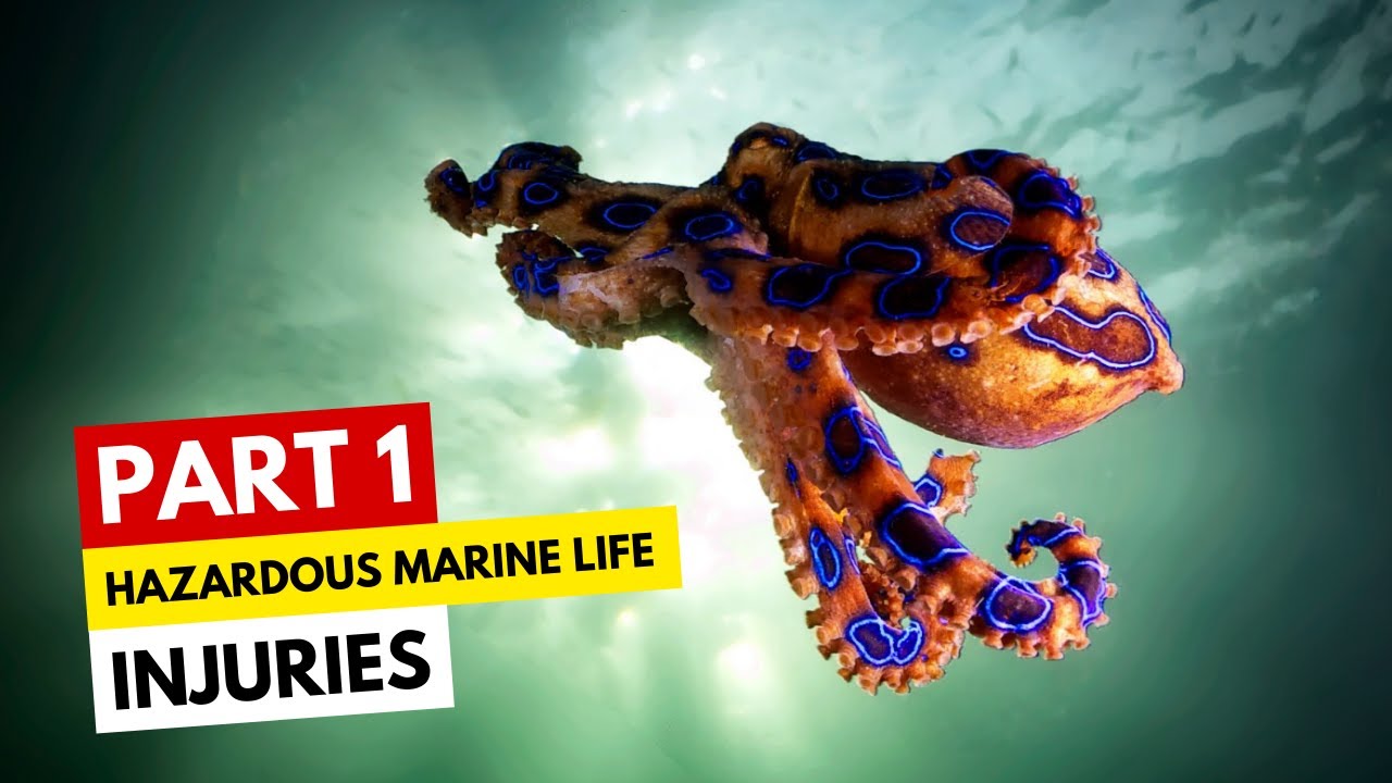 Hazardous Marine Life Injuries Part 1 - YouTube