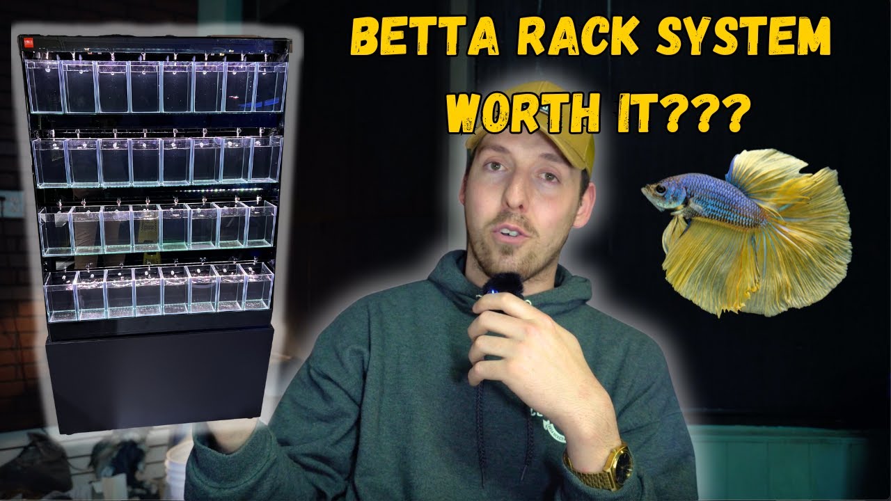 AWESOME Betta Fish Rack In Our *FISH STORE* 