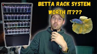 Awesome Betta Fish Rack In Our Fish Store