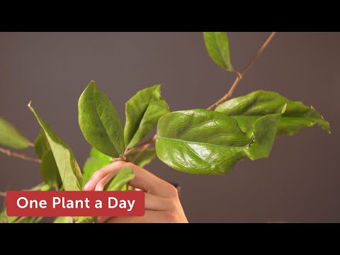 Hoya crassicaulis Houseplant